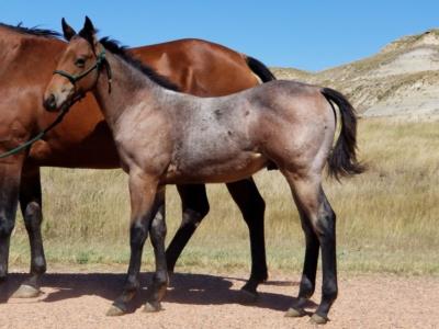 Metallic Remuda <BR> AQHA 6012956